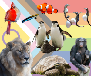 Cutouts of a cardinal, a cleaner fish, a clownfish, a group of seahorses, 3 penguins, a lioness, a giant tortoise, and a bonobo monkey layered on an image of the intersex-inclusive progress pride flag.